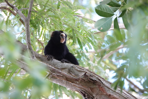 Black and white marmoset sits atop a tree